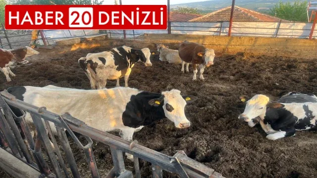 Kurbanlık telaşı erken başladı