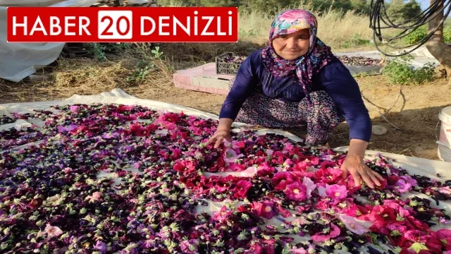 Deve gülü ekmek kapısı oldu
