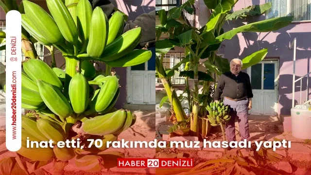 İnat etti, 70 rakımda muz hasadı yaptı