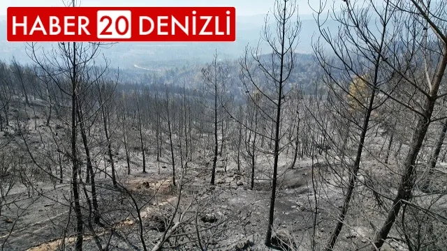 Denizli - Muğla sınırında çıkan yangında 100 hektar alan siyaha büründü