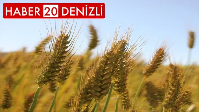 Kıraç topraklar için geliştirilen 2 yerli buğday tokumu yüzleri güldürdü