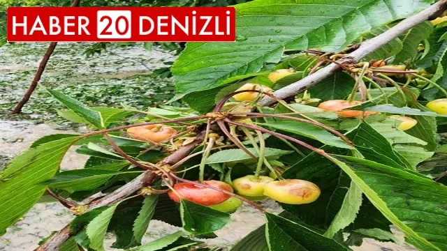 Dolu zararı kiraz üreticisinin belini büktü
