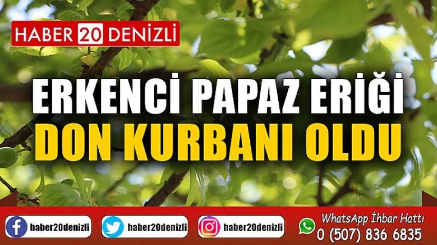 Erkenci papaz eriği don kurbanı oldu
