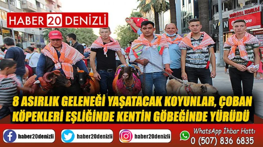 8 asırlık geleneği yaşatacak koyunlar, çoban köpekleri eşliğinde kentin göbeğinde yürüdü