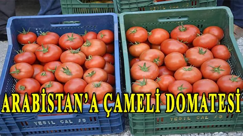 Arabistan'a Çameli Domatesi