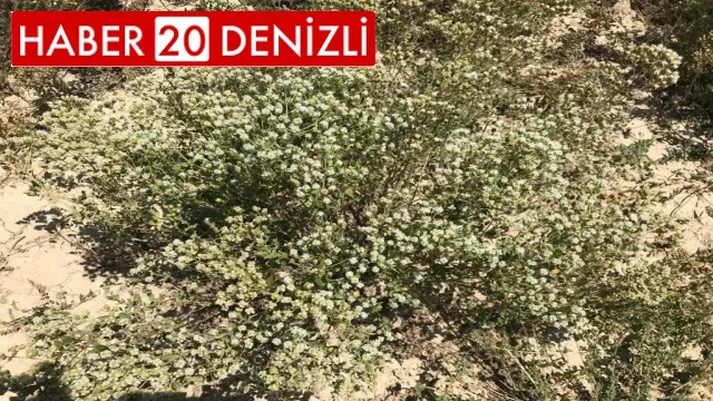 Denizli kekiğinde hasat sürüyor