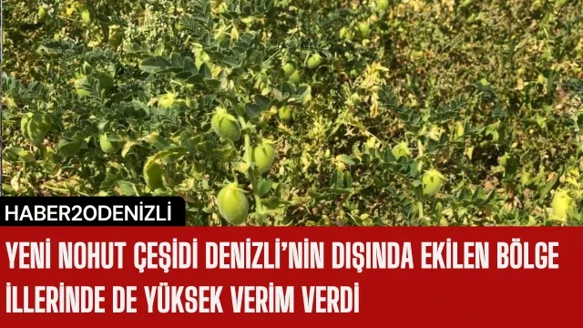 Yeni nohut çeşidi Denizli’nin dışında ekilen bölge illerinde de yüksek verim verdi
