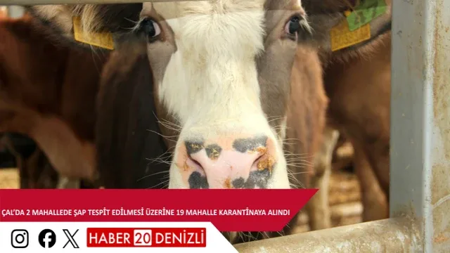 Çal’da 2 mahallede şap tespit edilmesi üzerine 19 mahalle karantinaya alındı