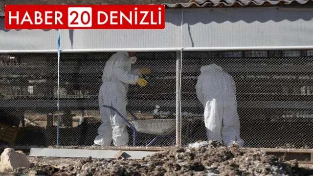 Denizli’de kuş gribi alarmı
