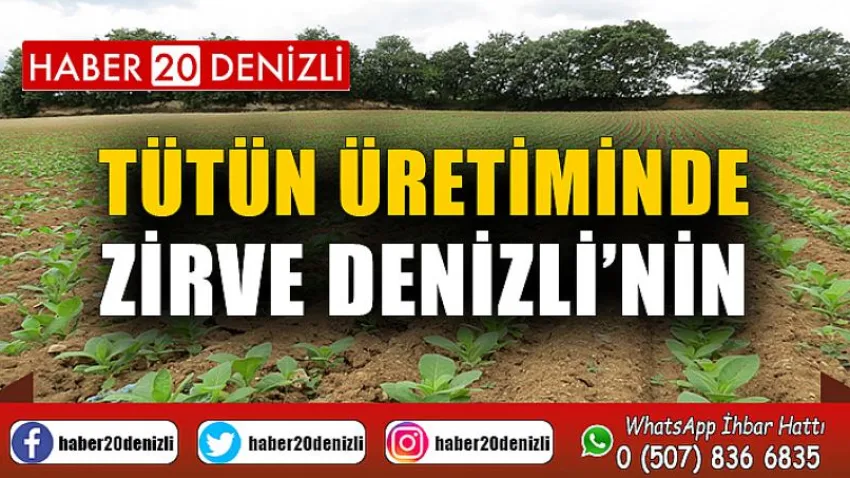 Tütün Üretiminde Zirve Denizli’nin