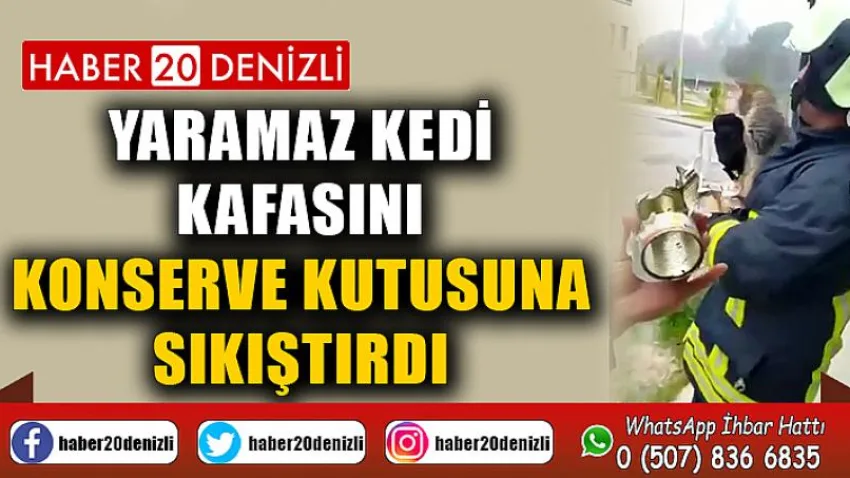 Yaramaz kedi kafasını konserve kutusuna sıkıştırdı