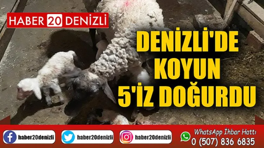 Denizli'de koyun 5'iz doğurdu