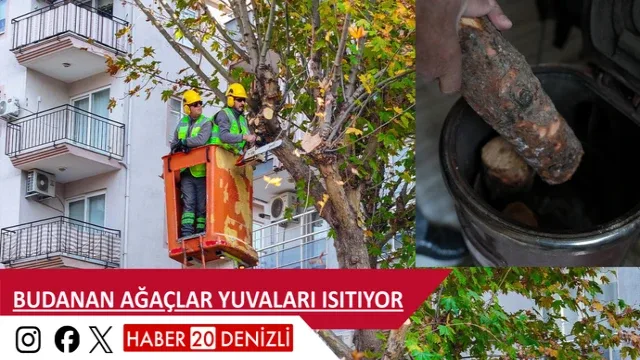 Budanan ağaçlar yuvaları ısıtıyor