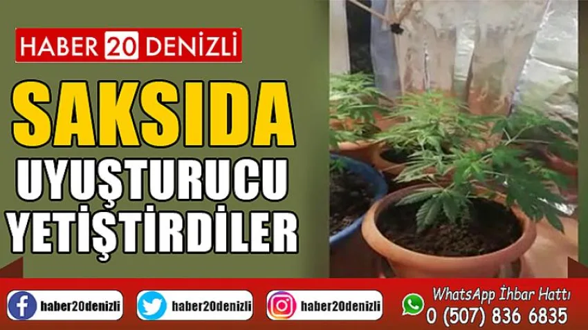Saksıda uyuşturucu yetiştirdiler
