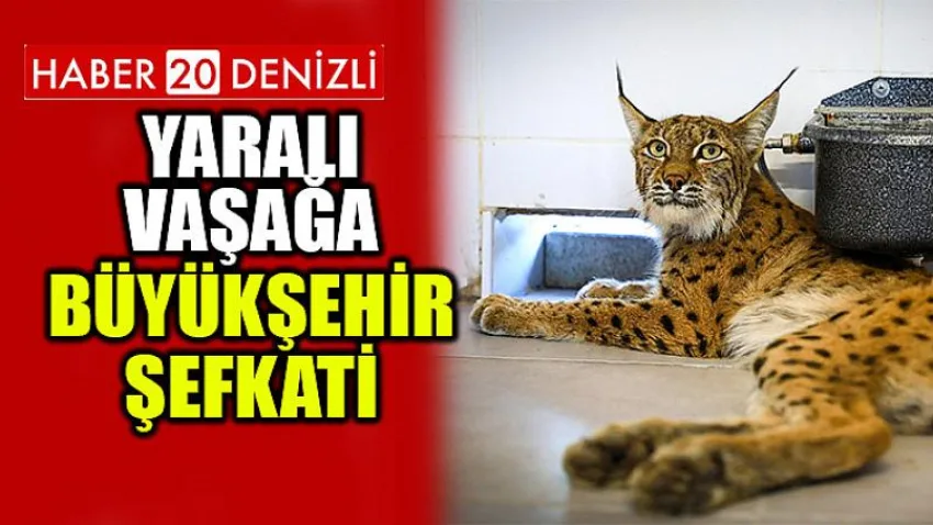 Yaralı vaşağa Büyükşehir şefkati