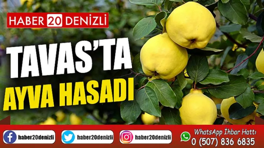 Tavas’ta ayva hasadı devam ediyor