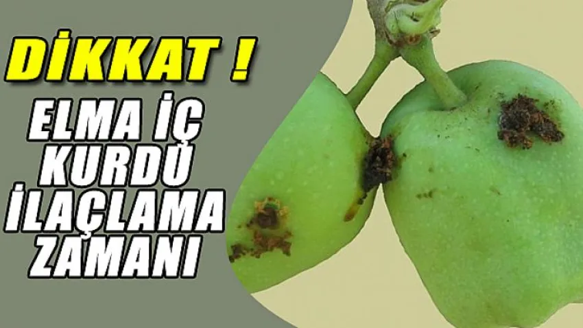Dikkat ! Elma İç Kurdu İlaçlama Zamanı
