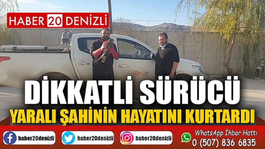 Dikkatli sürücü yaralı şahinin hayatını kurtardı