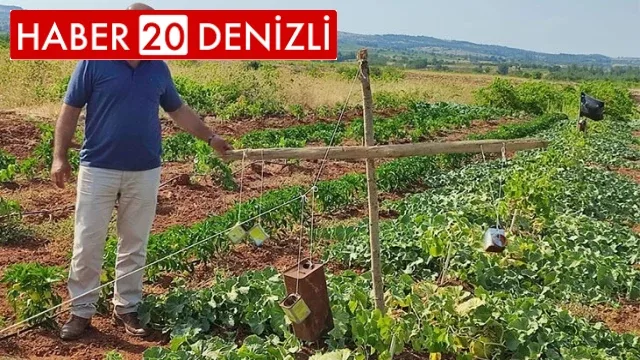 Ürünlerini domuzlardan boş tenekeyle koruyorlar