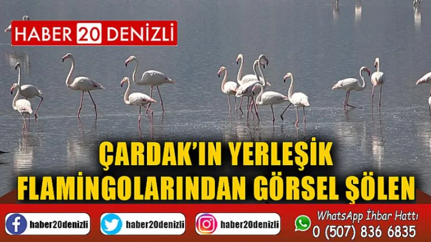 Çardak’ın yerleşik flamingolarından görsel şölen