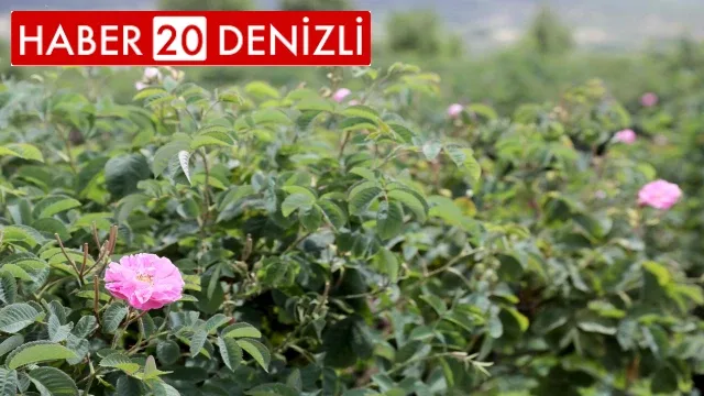 Gül üreticilerinin çilesi bitecek, kazançları artacak