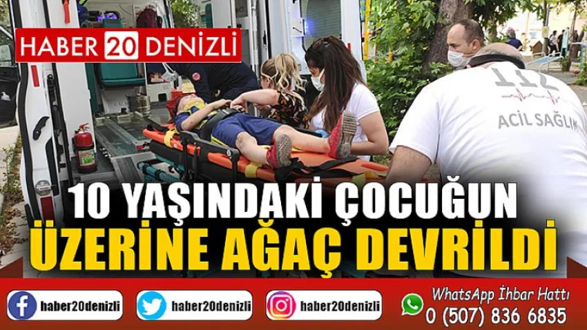 Üzerine ağaç devrildi, iğneden korktuğu için ambulansa binmedi
