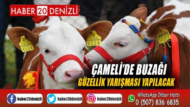 Çameli’de Buzağı Güzellik Yarışması Yapılacak