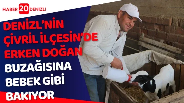 Erken doğan buzağısına bebek gibi bakıyor