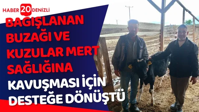 Bağışlanan buzağı ve kuzular Mert sağlığına kavuşması için desteğe dönüştü