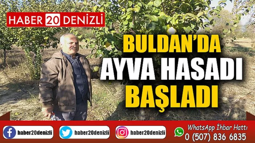 Buldan’da ayva hasadı başladı