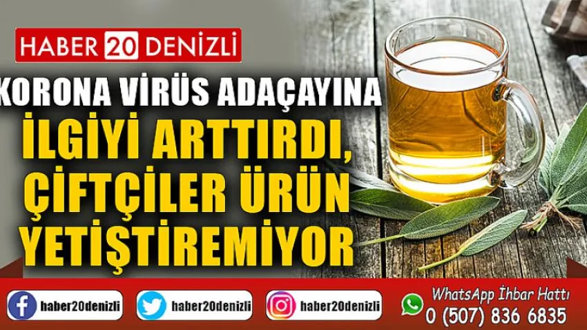 Korona virüs adaçayına ilgiyi arttırdı, çiftçiler ürün yetiştiremiyor