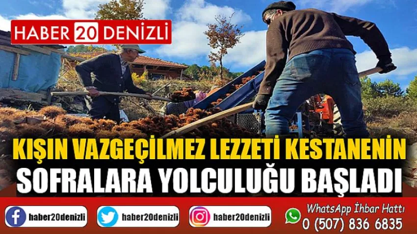 Kışın vazgeçilmez lezzeti kestanenin sofralara yolculuğu başladı