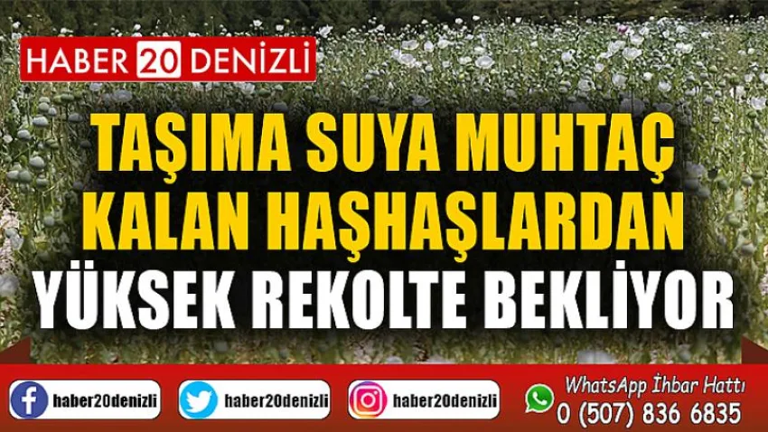 Taşıma suya muhtaç kalan haşhaşlardan yüksek rekolte bekliyor