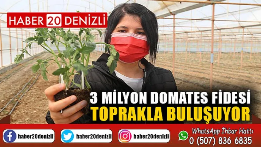 3 milyon domates fidesi toprakla buluşuyor