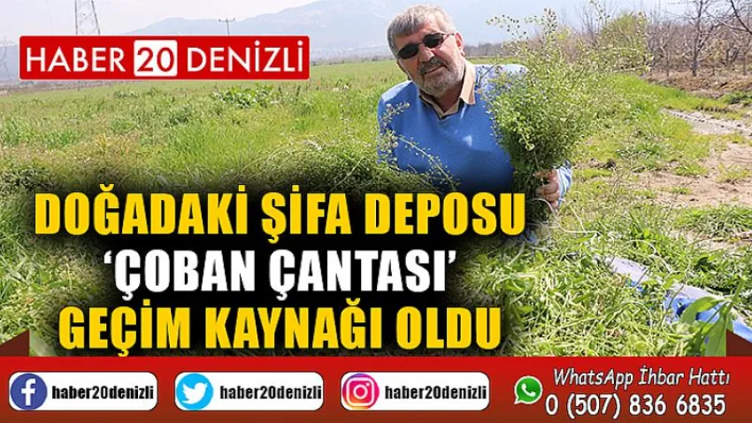 Doğadaki şifa deposu ‘Çoban Çantası’ geçim kaynağı oldu