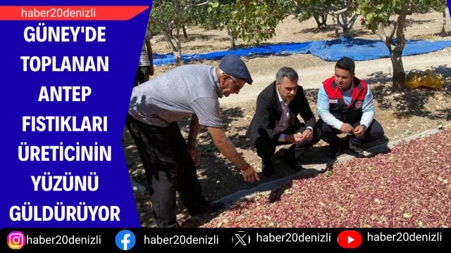 Güney'de toplanan Antep fıstıkları üreticinin yüzünü güldürüyor
