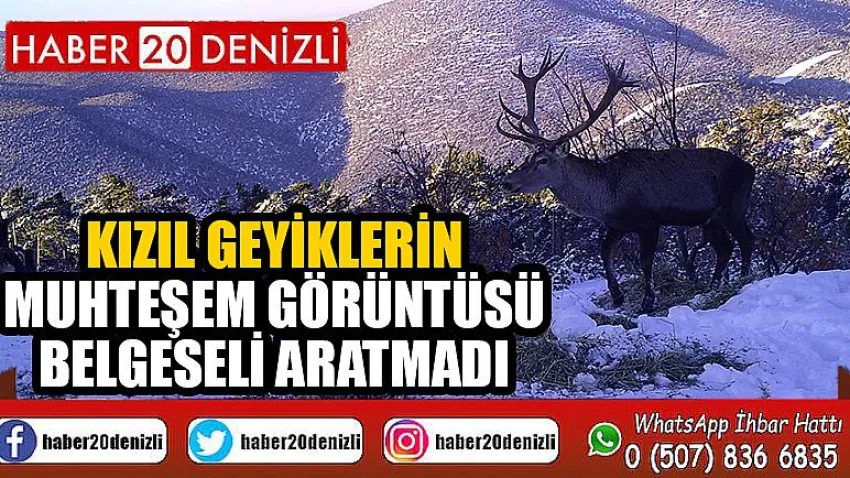 Kızıl geyiklerin muhteşem görüntüsü belgeseli aratmadı