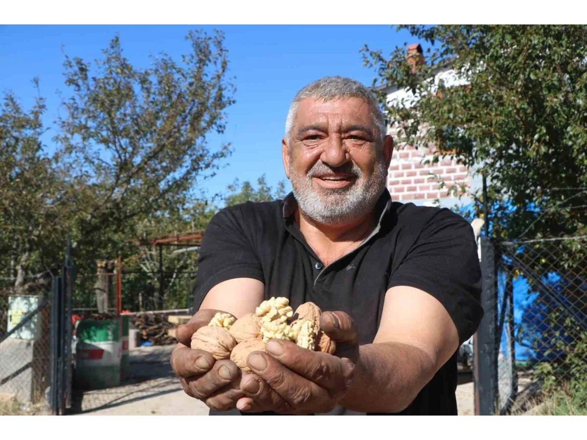 Çivril’de ceviz hasadı başladı