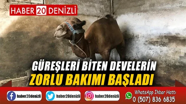 Güreşleri biten develerin zorlu bakımı başladı