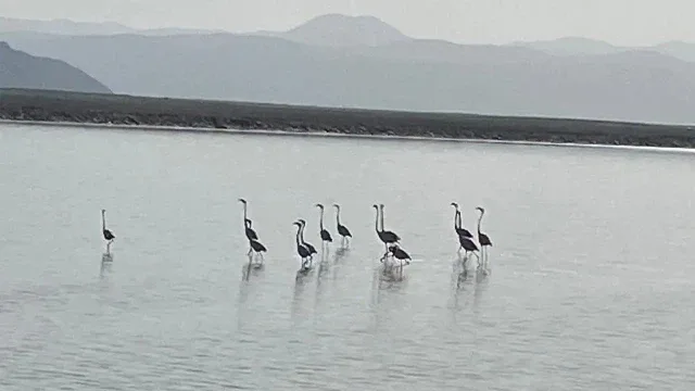 Flamingoların zorlu göçü tamamlandı