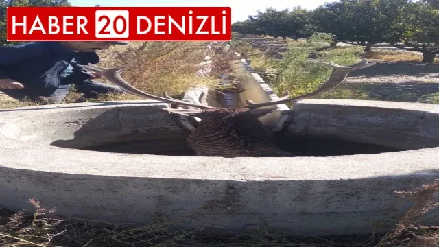 Düştüğü su kuyusundan kurtarılan kızılgeyik telef oldu