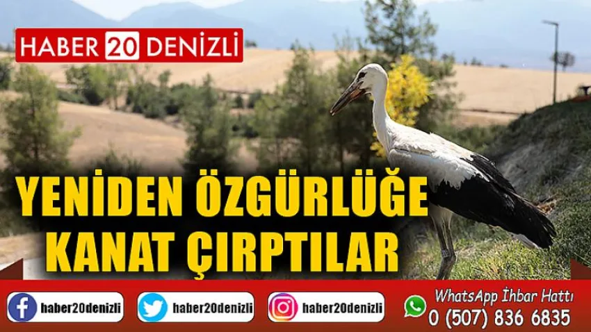 Yeniden özgürlüğe kanat çırptılar