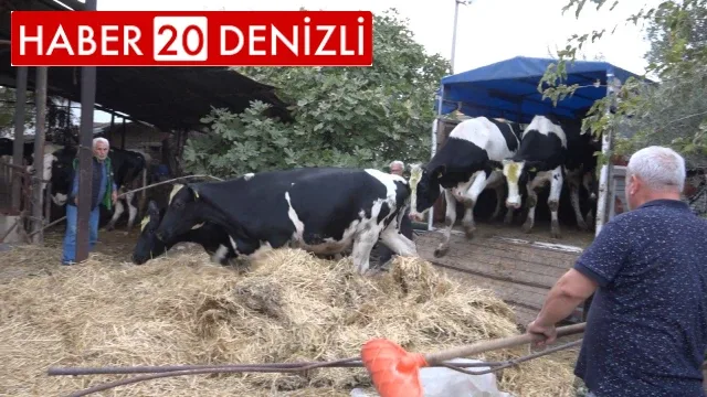 İlk düveler hak sahiplerine teslim edildi