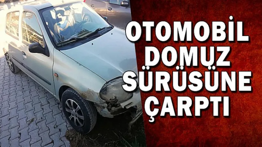Otomobil Domuz Sürüsüne Çaprtı