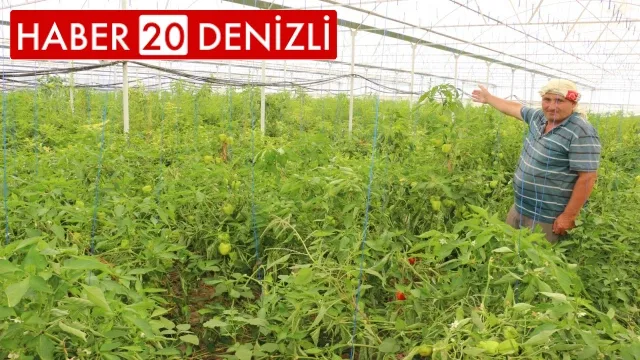Üzümün başkentinde biber hasadı başladı