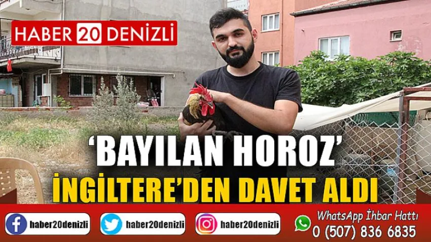 Ünü dünyaya yayılan ‘Bayılan horoz’ İngiltere’den davet aldı