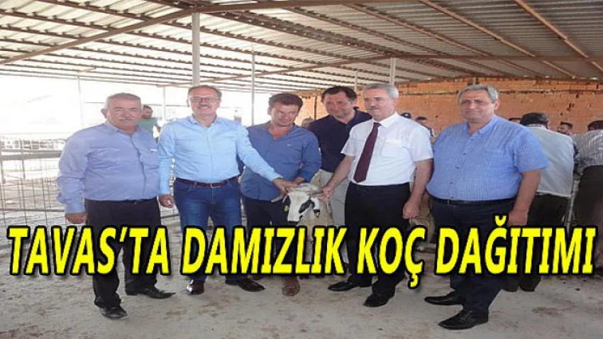 Tavas'ta Damızlık Koç Dağıtımı