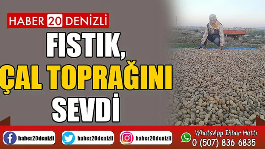 Fıstık, Çal Toprağını Sevdi