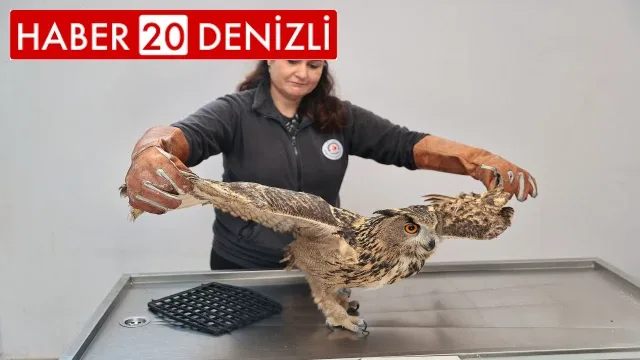 Yaban dostlarına şefkat eli