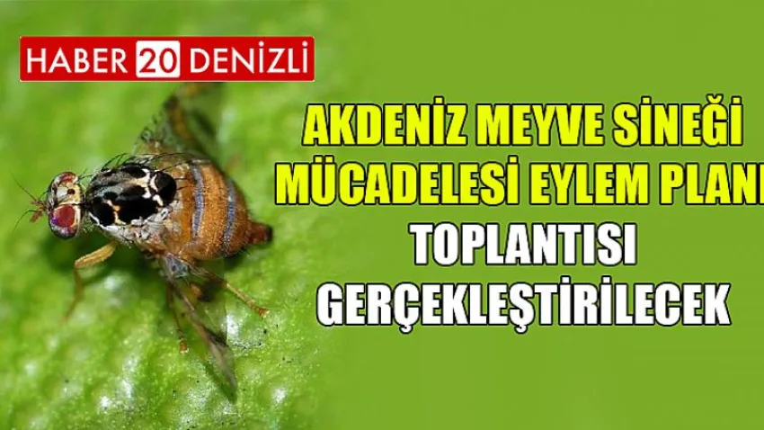 Akdeniz Meyve Sineği Mücadelesi Eylem Planı Toplantısı Gerçekleştirilecek